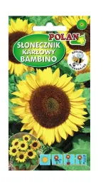 slonecznik-ozdobny-bambino-2-g-polan