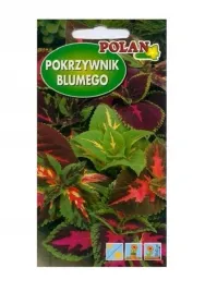 pokrzywnik-koleus-blumego-mieszany-01-g-polan