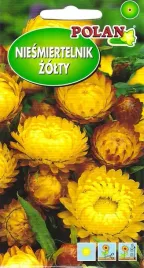 niesmiertelnik-kocanka-ogrodowa-zolta-1-g-polan