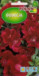 godecja-wielkokwiatowa-szkarlatna-1-g-polan