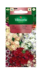floks-gwiazdzisty-05-g-vilmorin