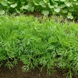 koper-moravan-wielokrotny-zbior-nasiona-kopru-duza-paczka-5g