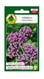 werbena-patagonska-01-g-pnos