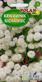 krwawnik-kichawiec-bialy-0-1-g-polan