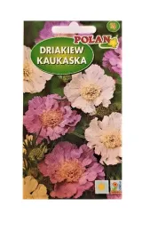 drakiew-kaukaska-mieszana-05-g-polan
