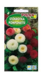 stokrotka-pomponette-mieszana-02-g-polan
