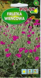 firletka-wiencowa-amarantowa-05-g-polan