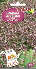szalwia-lekarska-1-g-polan