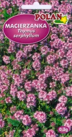 macierzanka-piaskowa-03-g-polan