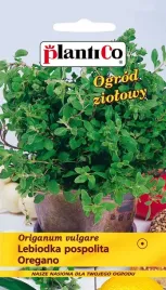 oregano-lebiodka-01-g-plantico