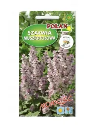 szalwia-muszkatolowa-05-g-polan