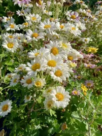 zlocien-ogrodowy-sadzonki-do-ogrodu