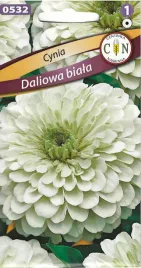 cynia-daliowa-biala-piekny-duzy-pelny-niepowtarzalny-kwiat-nasiona