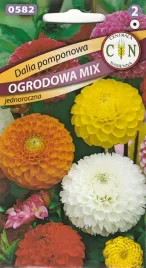 dalia-pomponowa-mix-dlugo-kwitnie-od-czerwca-do-pierwszych-mrozow-nasiona-1