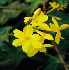 jasmin-nagokwiatowy-1l-zolte-kwiaty-juz-w-lutym