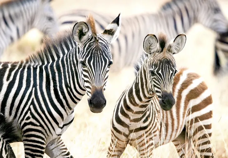 puzzle-1000-young-zebras-castor-waga-z-opakowaniem-0-7-kg