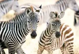 puzzle-1000-young-zebras-castor-waga-z-opakowaniem-0-7-kg
