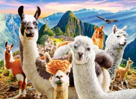 puzzle-200-ukladanka-zwierzeta-gory-lamy-selfie-machu-picchu-peru-7-castor
