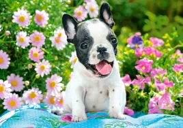 puzzle-500-ukladanka-zwierzeta-pies-buldog-francuski-kwiaty-9-castor