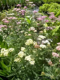 krwawnik-pospolity-sadzonka-bylina-skalniak-ziola