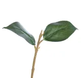 lodyga-do-hortensji-36cm