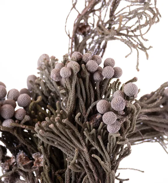 brunia-silver