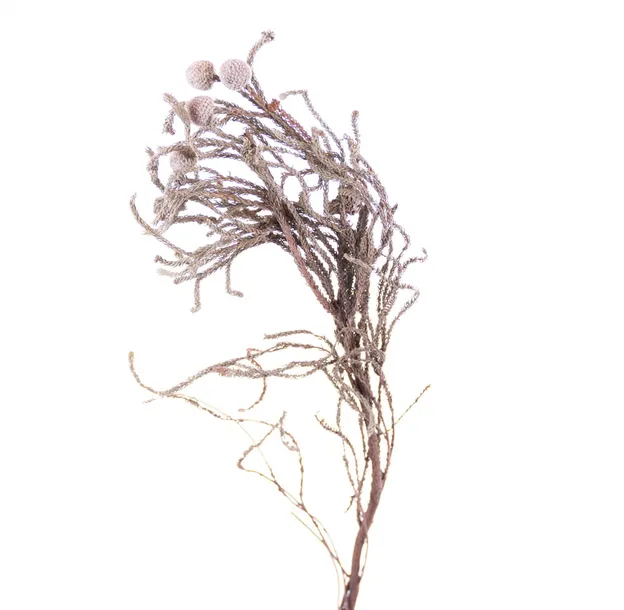 brunia-silver