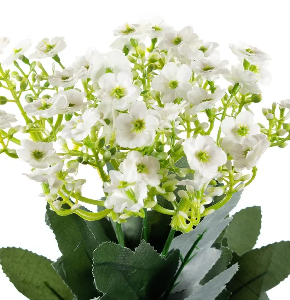 kalanchoe-biale-bukiet