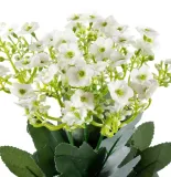 kalanchoe-biale-bukiet