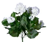 pelargonia-biala
