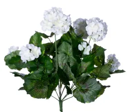 pelargonia-biala