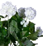 pelargonia-biala
