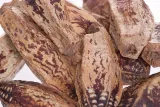 mehogani