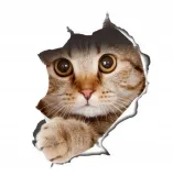 naklejka-kot-3d-pomieszczenie-biuro-kuchnia-pokoj-dzieciecy-salon-sypialnia