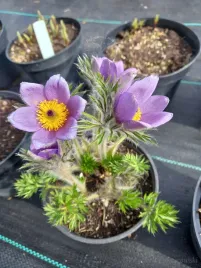 sasanka-zwyczajna-na-skalniak-i-taras