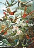 puzzle-1000-haeckel-kolibry-kolekcja-inna