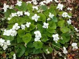 fiolek-pachnacy-snieznobialy-ogrodowy-wieloletni