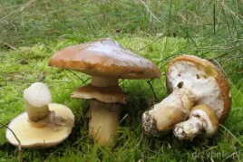 grzybnia-maslak-zwyczajny-10-g