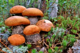 grzybnia-kozlarz-czerwony-10-g