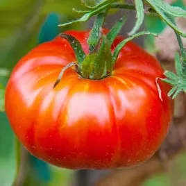 pomidor-gruntowy-marmande-nasiona-05g-polan