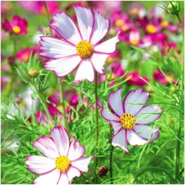 onetek-kwitnie-przez-cale-lato-picotee-swieze-nasiona-kwiatow