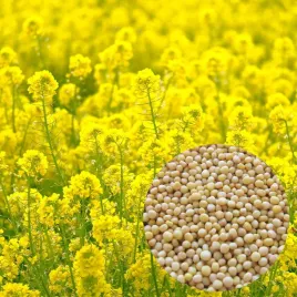 gorczyca-biala-poplon-paszowa-miododajna-1kg