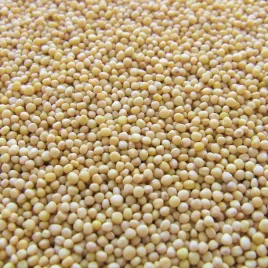 gorczyca-biala-poplon-nasiona-c-1-miododajna-1kg