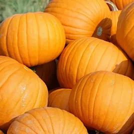 dynia-olbrzymia-bambino-nasiona-500g-duza-paczka-plantico