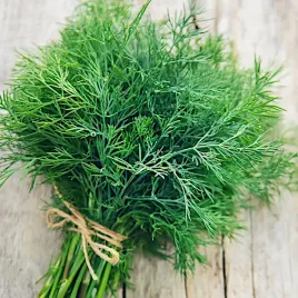 koper-ambrozja-500g-aromatyczne-liscie-nasiona-duza-paczka-plantico