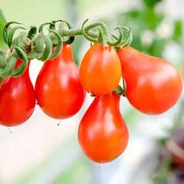 pomidor-red-pear-gruntowy-wysoki-gruszkowy-nasiona-02g-plantico