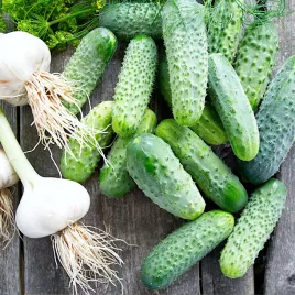 ogorek-sremski-f1-nasiona-duza-paczka-plantico-50g