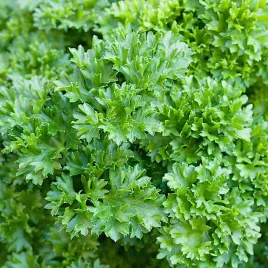 pietruszka-naciowa-moss-curled-2-duza-paczka-100g-plantico