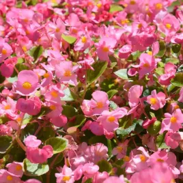 begonia-rozowa-stale-kwitnaca-nasiona-torseed