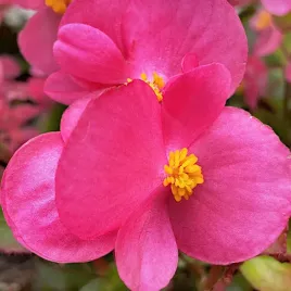 begonia-jasnoamarantowa-stale-kwitnaca-nasiona-torseed